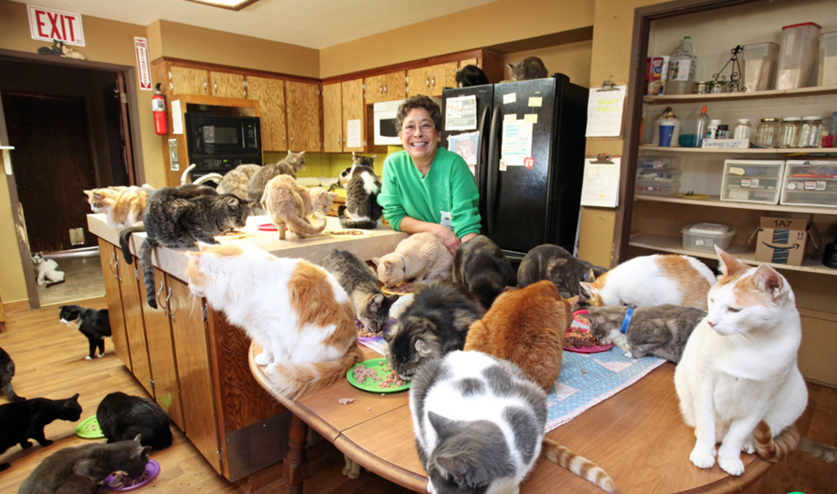 BarcroftUSA's tweet photo. This passionate cat lady gave up her five bedroom home to 1,100 cats: https://t.co/cuyCInCzcI https://t.co/uDk5NGPZnX
