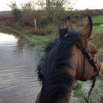 Photo by CheltenhamEquineVets (@CheltEquineVets)
