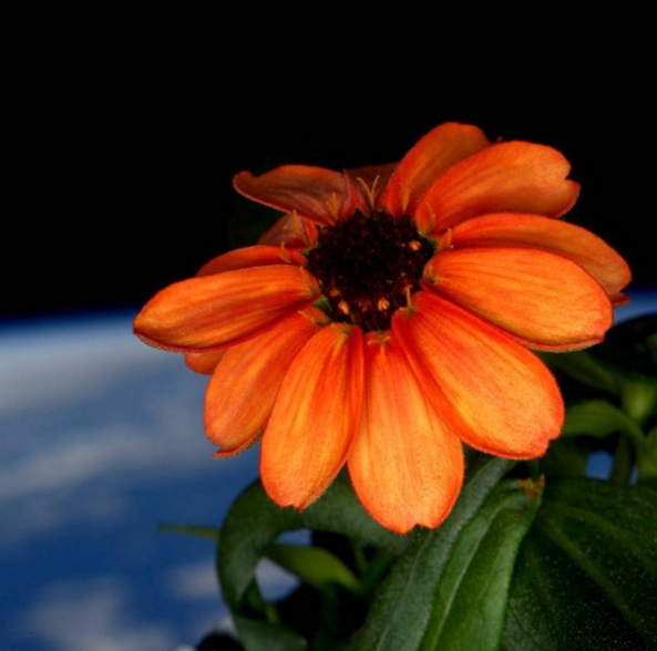 TheEconomist's tweet photo. From Instagram: The first flower to bloom in space, shown in this image released by NASA https://t.co/7zpFUVir9C https://t.co/gXMGdZxKf4
