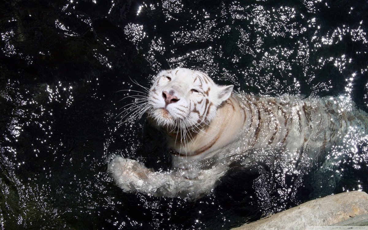 royaloneoftiger's tweet image. I love the cool crisp water &amp;amp; love swimming in it if I get a chance to.