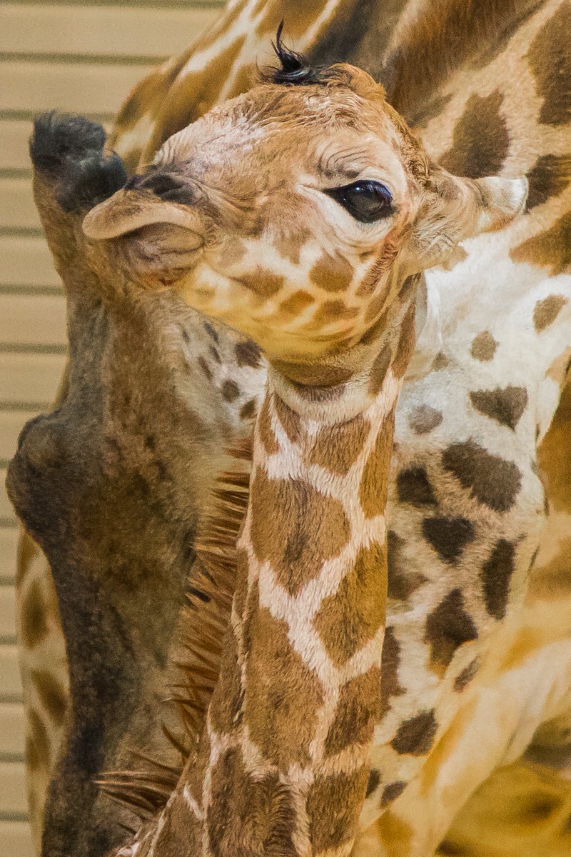 HogleZoo's tweet image. It's a girl! Meet Willow, our newest giraffe. She's 6 ft tall, 125 pounds and the cutest thing you've ever seen!