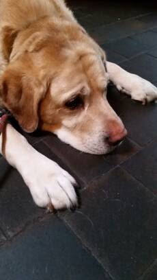 Roanokeseattle's tweet photo. It's hard work chasing all the sales reps. #jacklab https://t.co/RRVlaf2fB0