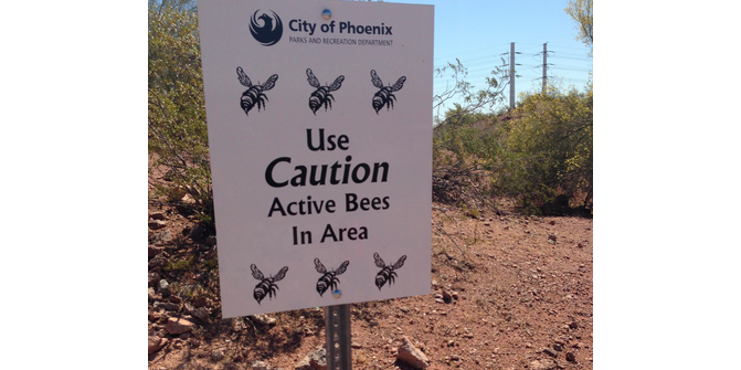 azcoorslight's tweet image. Excited about the warm weather coming... not excited for bee season. #AZProblems