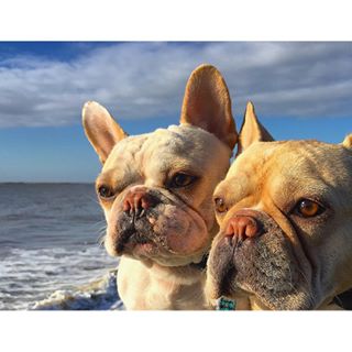 Frenchie_Cute's tweet photo. #frenchbulldog #batpigs #seabrookisland #beachwalk #frenchbullies https://t.co/CkWRn1onzs https://t.co/Xb5zvyp4Ox