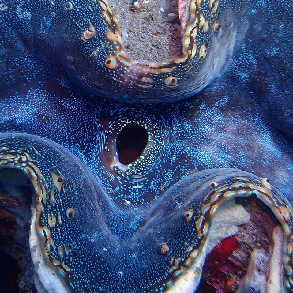ParadiseCoveStt's tweet photo. mermaids_lifestyle shares: #giantclam #ocean #instadive #scubababes #scubadiving #uwphoto #scuba #dive #marinelife … https://t.co/C9gYjl0S9n