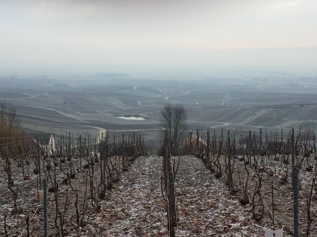 LaNewCave's tweet photo. Un matin en #champagne #cramant #janvier #champagnelover #wine #winelover #lanewcave https://t.co/eBAlrvA20N