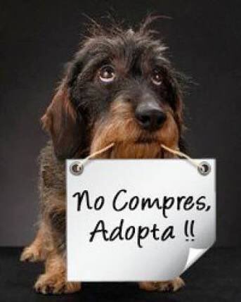 BeAnimalHeroes's tweet photo. #HoyConfiesoQue adoptar a un amigo ha sido la mejor decisión de mi vida #AdoptaNoCompres https://t.co/aWXu2Vi0Er