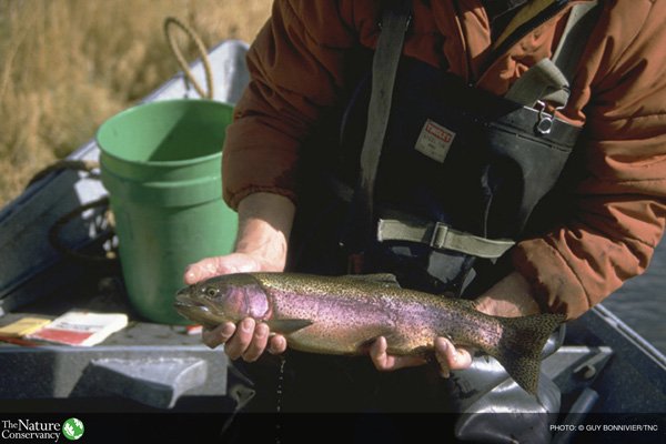Nature_IL's tweet photo. Half of all #GreatLakes fish live in Lake Erie. Learn how #4RCertification protects them: https://t.co/fvh9fyilHJ https://t.co/eHOcp3qaMH