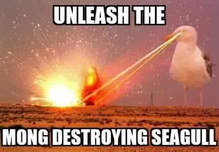 stevenseagull4's tweet photo. You have all been warned. #OneBadGull #GullNation https://t.co/ODjYohWAUE