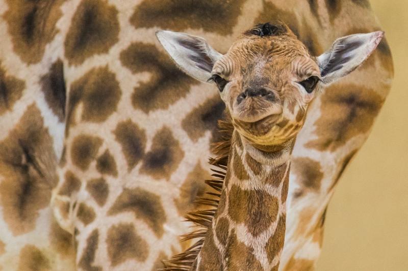 abc4utah's tweet image. #Utah's @HogleZoo welcomes baby giraffe: good4utah.com/news/local-new…