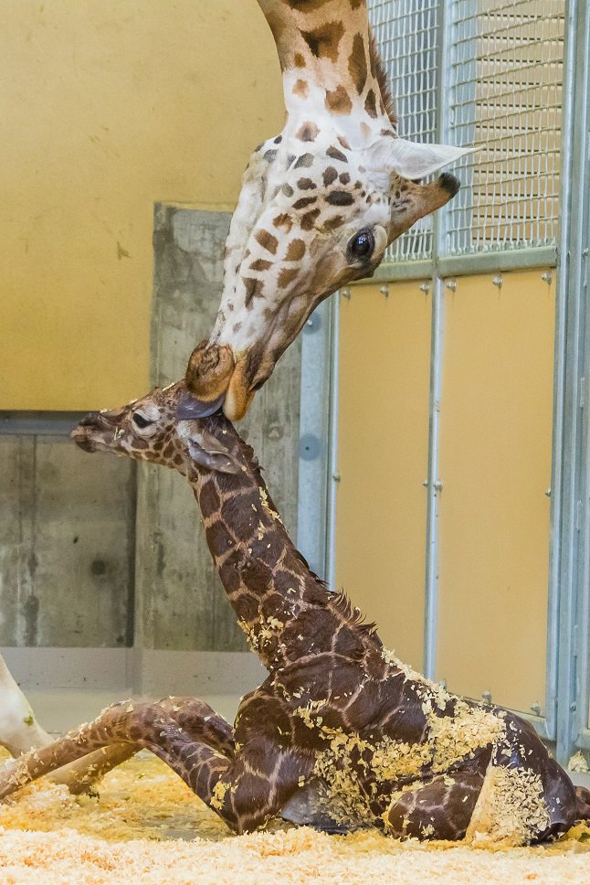 abc4utah's tweet image. #Utah's @HogleZoo welcomes baby giraffe: good4utah.com/news/local-new…