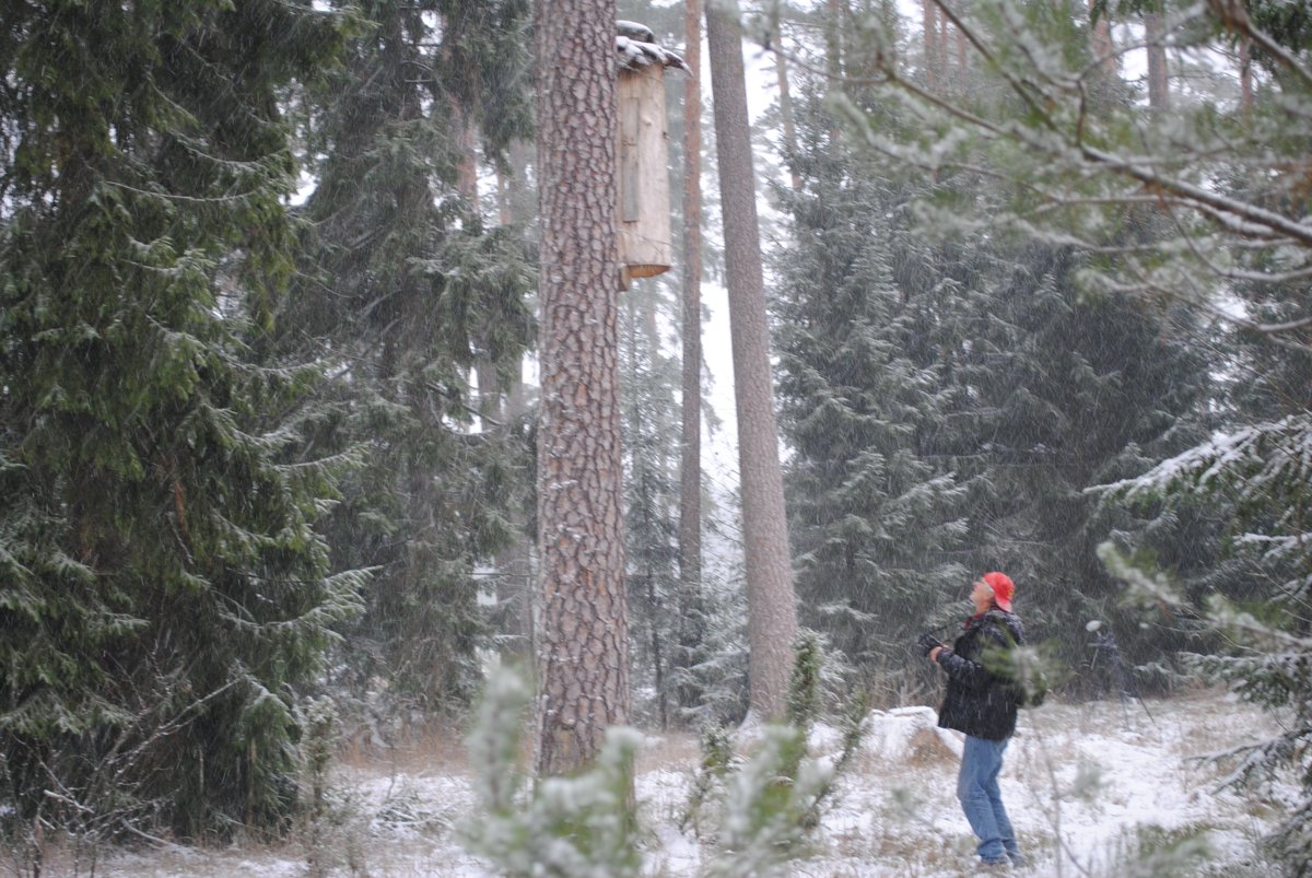 bartnictvo's tweet image. There is no bad weather for bee-photos at Augustow Forest. #treebeekeeping