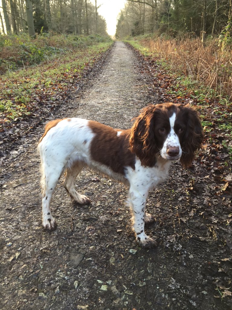 AngieBrinklow's tweet photo. @MollySniffs haha Fizzy got away with exactly this a couple of weeks ago #happyspringer https://t.co/yLeCErvLll