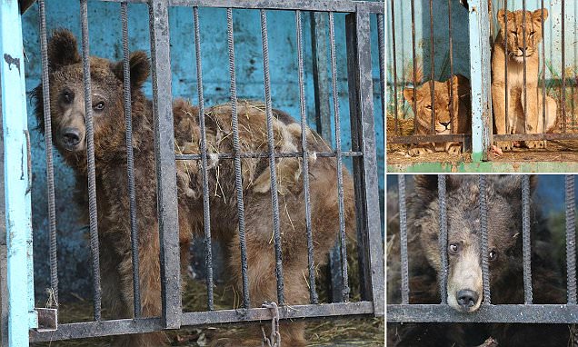 El zoo más triste del mundo, por el capricho de un millonario q lo ha abandonado, Armenia.
dailymail.co.uk/news/article-3…