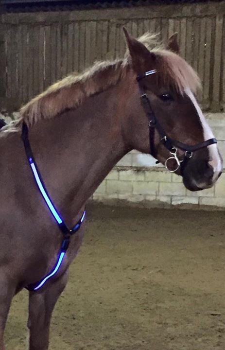LedEquine tweet picture