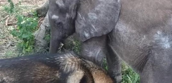 Inspirely's tweet photo. Dog Brightens Up Baby Elephant's Life https://t.co/vnhR4zfoxO #Elephant #GoodNews #AnimalFriends #Animals https://t.co/WxHFQtMGRT