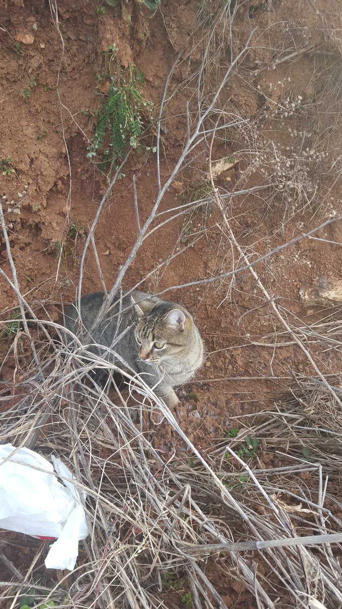 TomSchatzinger's tweet photo. @joeimel this cat has a collar but no tags that I can see. 3rd time seeing it in about 2 months when walking my dog. https://t.co/UattzUEg61