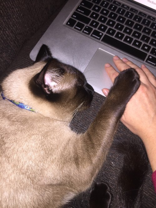KitNipBox's tweet photo. "Let me help you, hoomin... It's https://t.co/oF2e8RDIR8!"
{via @tumblr} #Treatsplease #Subscribemeow #KitNipBox https://t.co/xTIDcUXOJQ