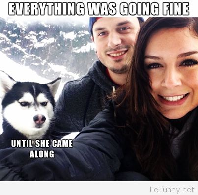 theBarkTV's tweet photo. Angry Husky #Husky #Dogs #EverythingWasFine #UntilSheCameAlong https://t.co/rZCd8gpc1a