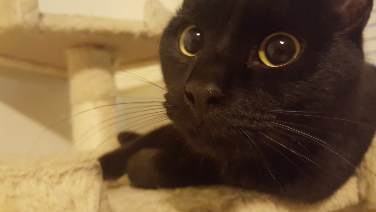 AlfonzoKitty's tweet photo. Up close and personalzz 🐱🔥 https://t.co/TypY4JQs7y