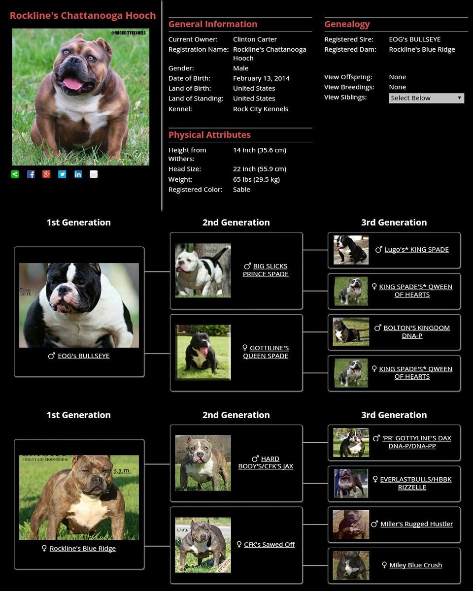 Rock City Kennels (RockCityKennels) Twitter