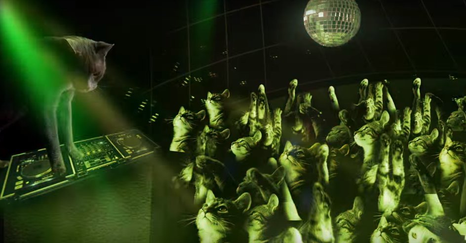 beatport's tweet image. An advice columnist says it's probably okay to bring your cat to a rave btprt.dj/1S2FWZ5