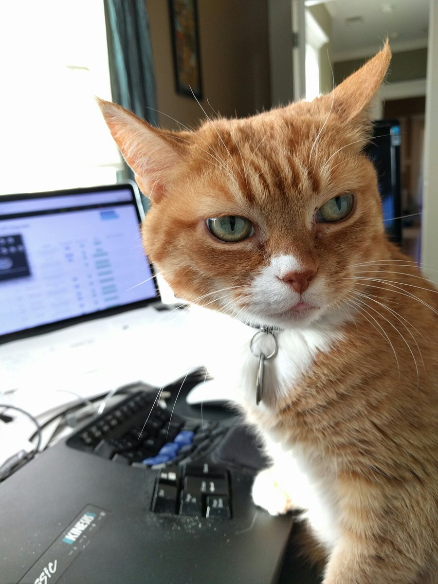 PurrProgramming's tweet image. Busy day #purrprogramming.