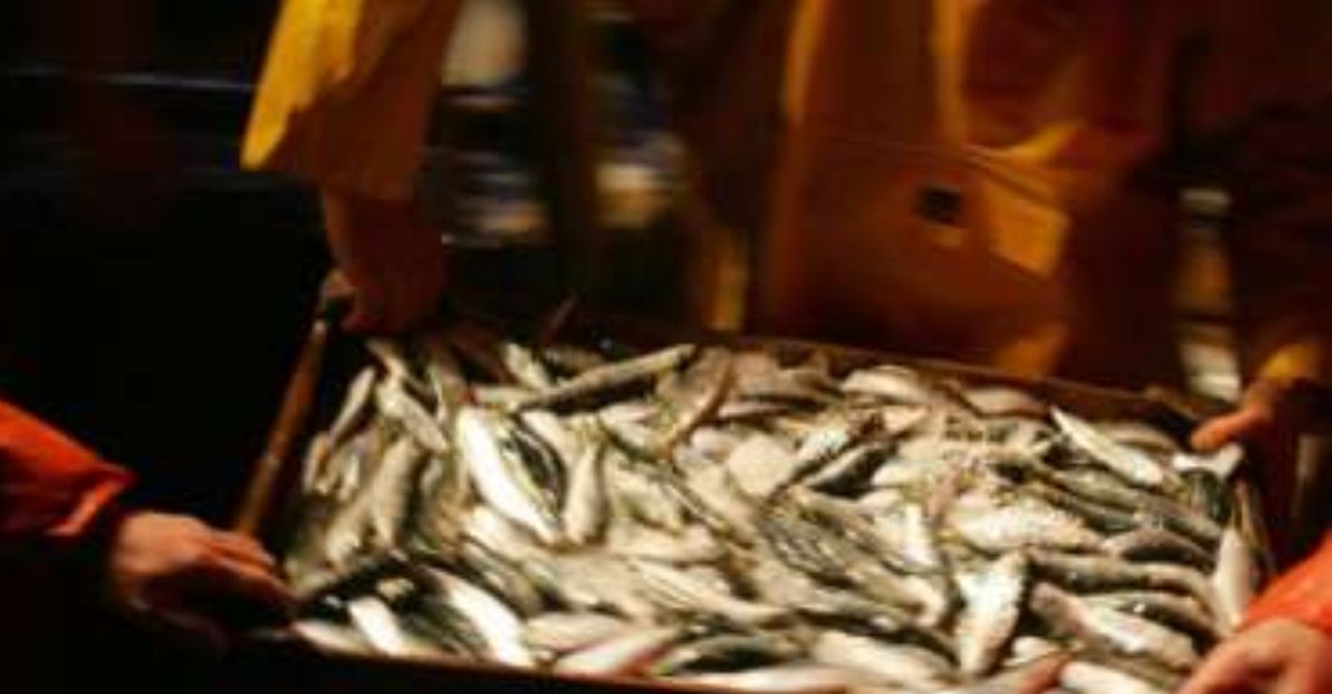 mfisher096's tweet photo. Global #FishingCatch significantly under-reported, says Study #overfishing #SavetheOceans  https://t.co/6z1Xvn90PN https://t.co/SViB3c2FAe