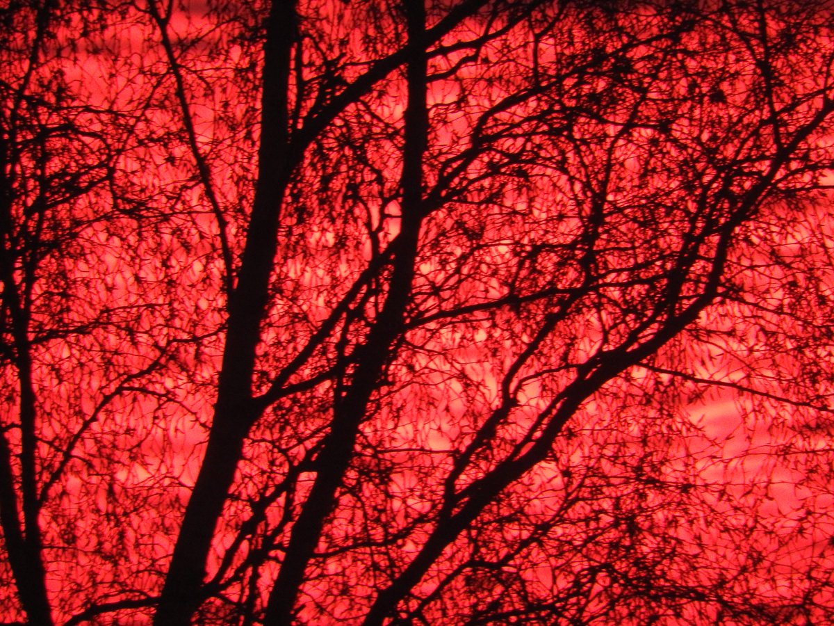 Mightychub's tweet photo. #Januarymoment we have had #BlueMonday how about #RedTuesday ? Silver Birch against this morning's #Sunrise #Belper https://t.co/UmviyWcmYz