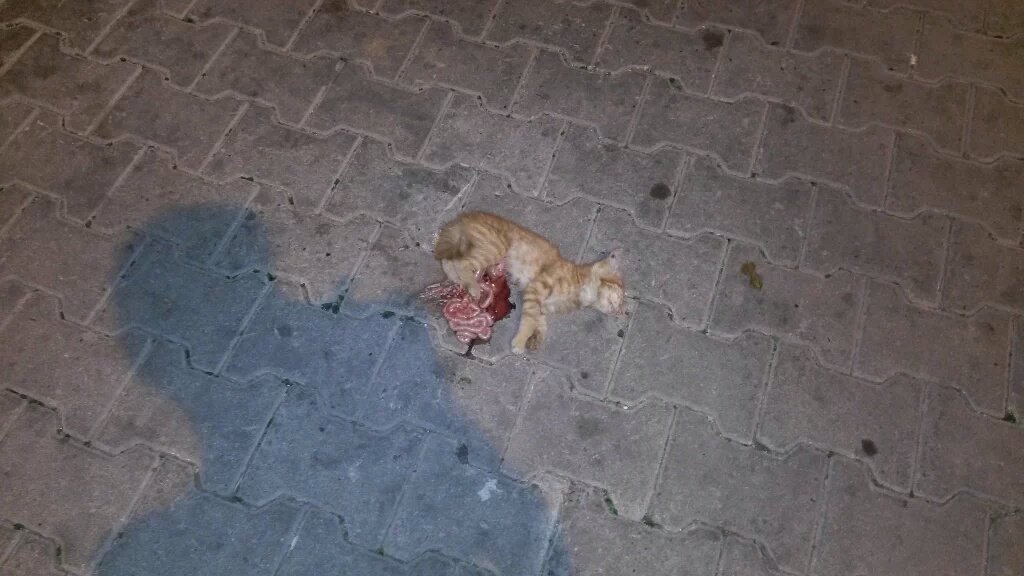 Sizce tüm halka soruyorum bunu yapan kisiye insan denir mi bunu gosterin ki utansınlar <a href="/degirmencirfan/">irfan değirmenci</a>