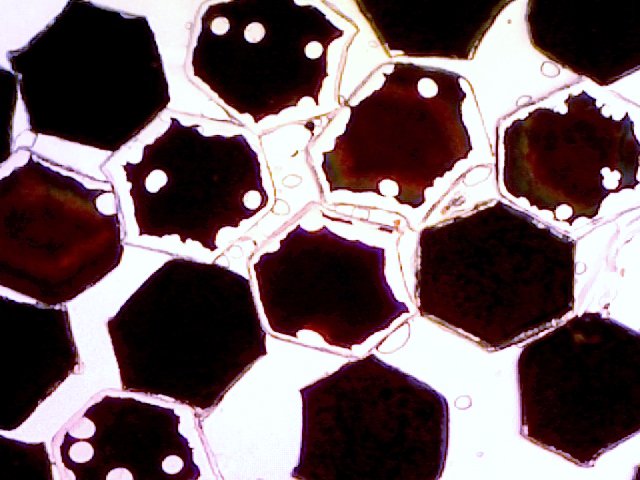 nmpanek's tweet photo. Going macro > Check out @revlon Photo Ready Eye Art in Topaz Twinkle #UnderMyMicroscope https://t.co/Jre8jRP8Ce
