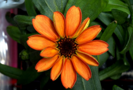 sensuron's tweet photo. The first flower ever grown in #space! https://t.co/FRGLLHL9P8 via @qz #SpaceFlower https://t.co/Cu4O4h2BbR
