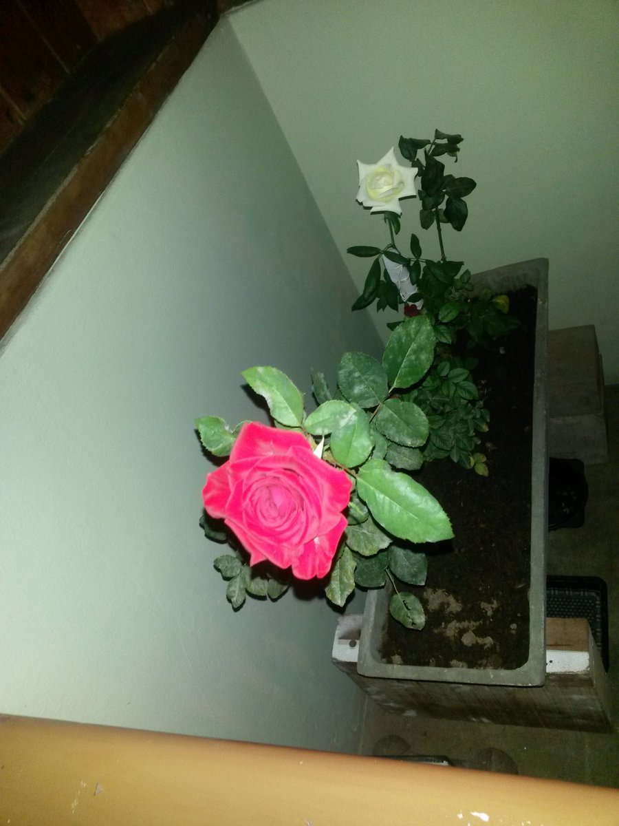 marixatorres1's tweet image. #PREMIOSVLOGGER #PV08 no nos rendiremos hasts llegar al 1° puesto.