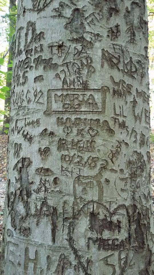 PETEBroadcasts's tweet image. Is your name carved on this tree in Horticulture Park?