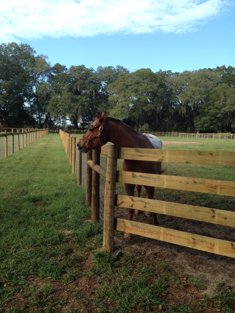 brokenbranchss's tweet image. Visit facebook Broken Branch Paints and Quarter Horses