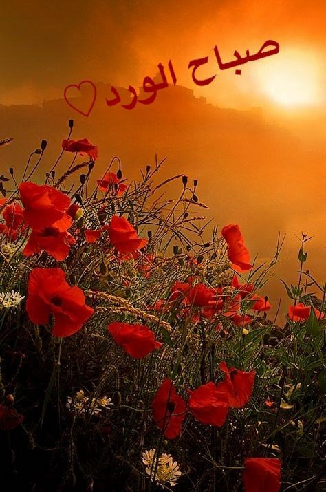 AliKufah's tweet photo. @12345asdaf صباح الخير https://t.co/Z31LWPq7oG