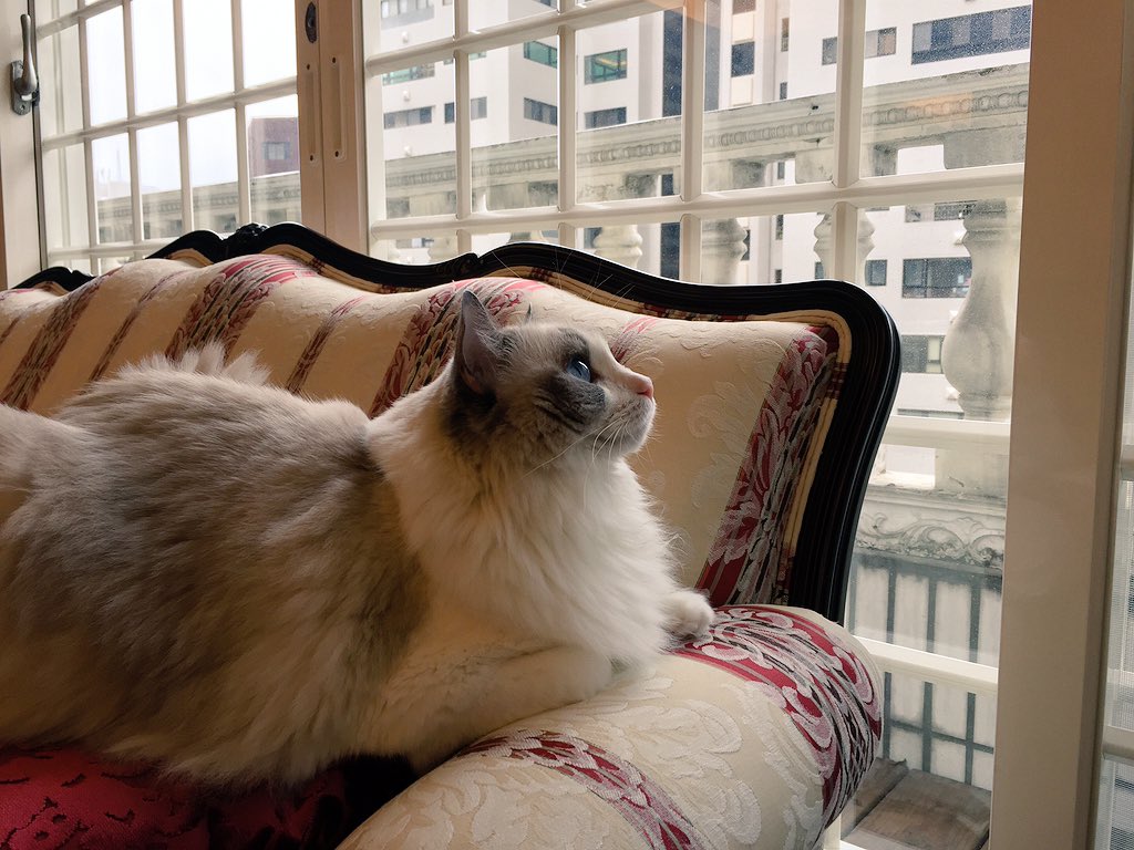 ChiuBasaragirl's tweet photo. Watching birds passing by. https://t.co/sFUzgTblpY