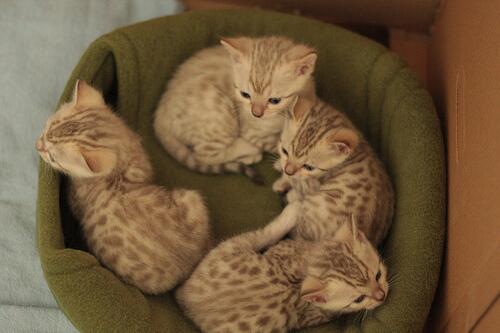 SoCuteKittens's tweet photo. light brown bengal kittens https://t.co/WSneQDo3Hu