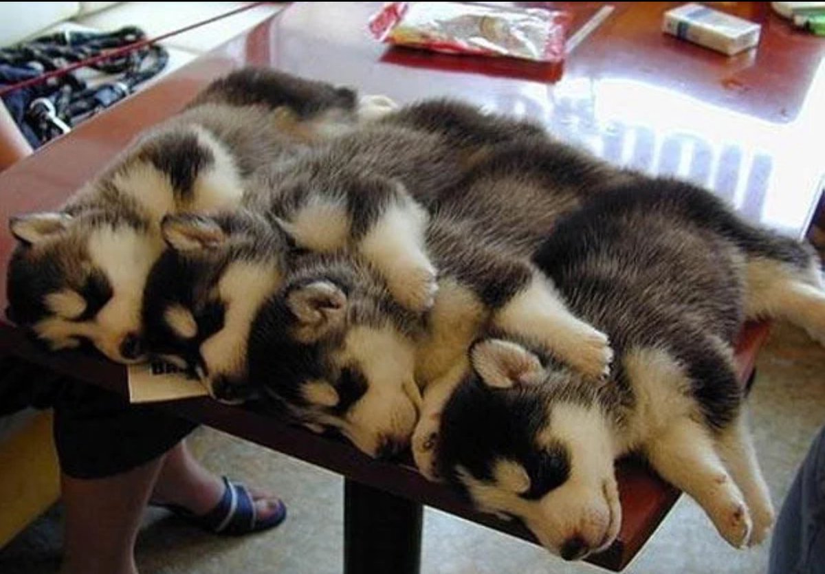 educ_canin's tweet photo. Husky pups 👐😍 https://t.co/BSSHRHAxTQ