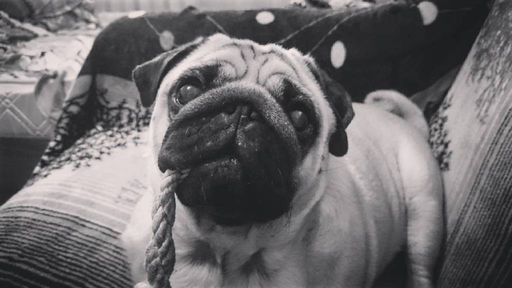 Puglee_Pug's tweet photo. #мопс #pug #собака #pugs #mops #puglove #puppy #dogs #puglife #pugstagram #pugsofinstagram #ilovemypug #cute #pugsl… https://t.co/pefhGjLBHl