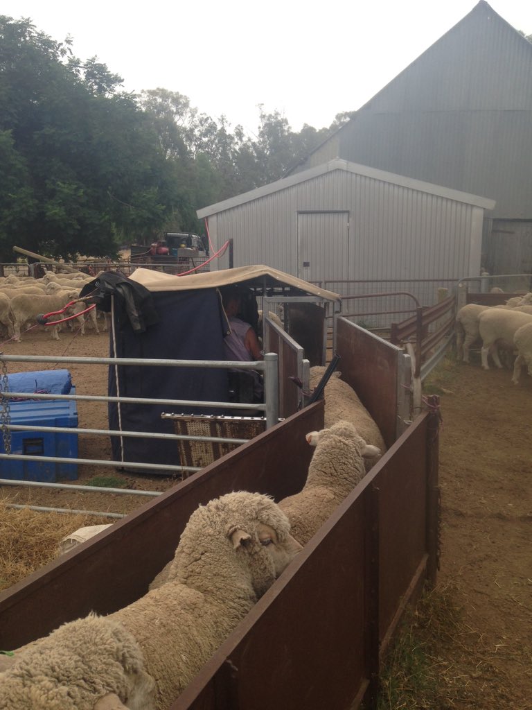 coyle_tim's tweet photo. Started counting my chickens before they hatch 🐏 #pregscanning #merino https://t.co/fbcotNdfwa