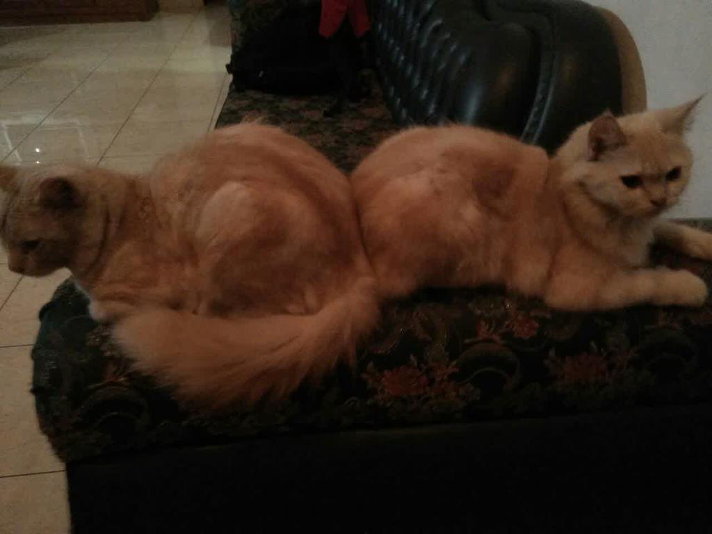 Persia 600k dapat 2 kucing sekaligus.
Domisili jogja. Minat
Line : @mratrisari
Wa/sms : 089696707021
Pin : 54c88286