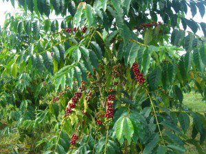 bipartisan_cafe's tweet photo. The life of a #coffee bean, from the plant to your cup: https://t.co/ffVoySeeDC https://t.co/0HQBYy9lPq