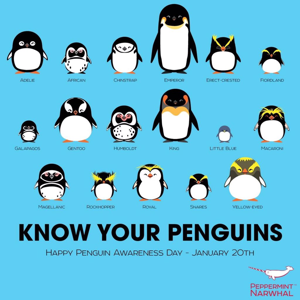 Oamaru Blue Penguin tweet media