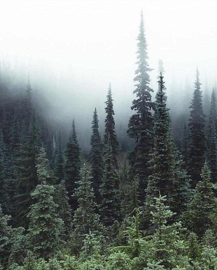 oregonnw's tweet photo. Oregon.nw https://t.co/0SjsH99Osn