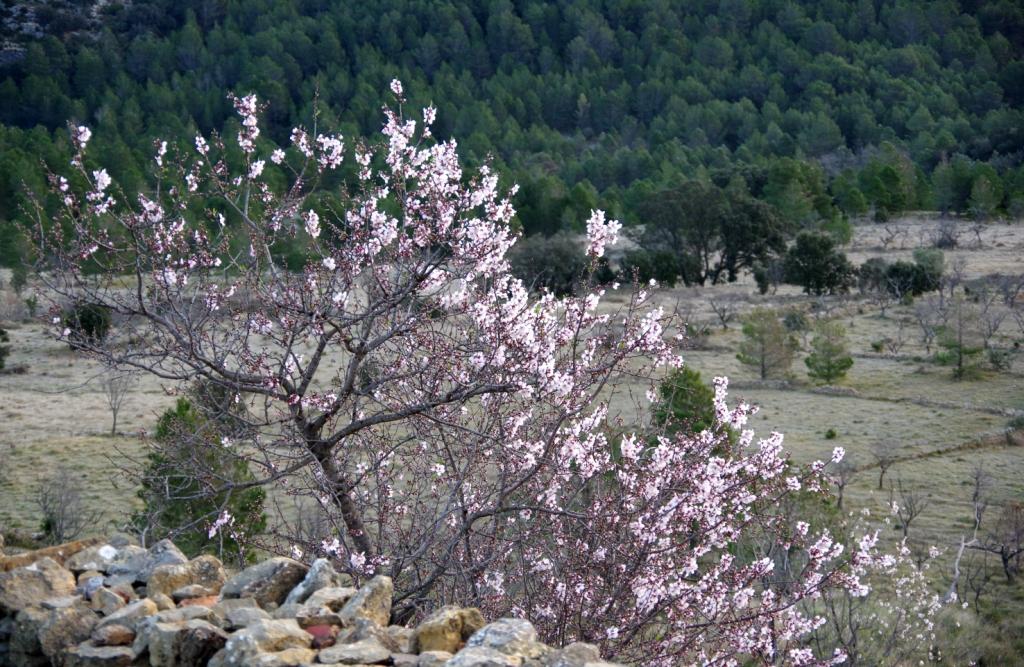 GVAparcs's tweet image. Al parc natural de la #Tinença han començat a florir els ametllers @tiempobrasero @epmediterraneo