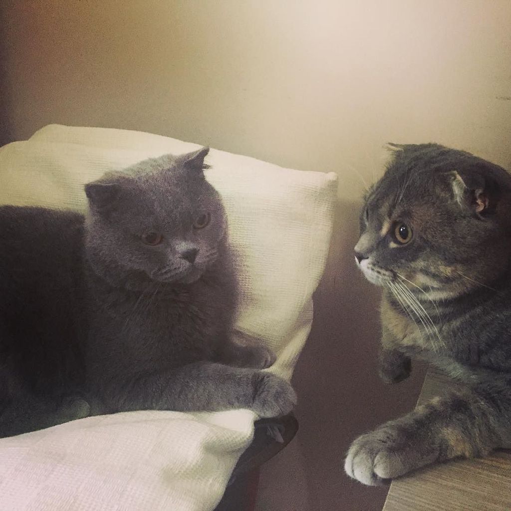 Chatchatcatcat's tweet photo. Muhabbet koyu 👥🌞☕️
.
#Kamil #Müdür #günaydın #cat #scottishfold #catsofig #meoowdergisi #istanbulkedileri #petofthe… https://t.co/jHCccsQMUp