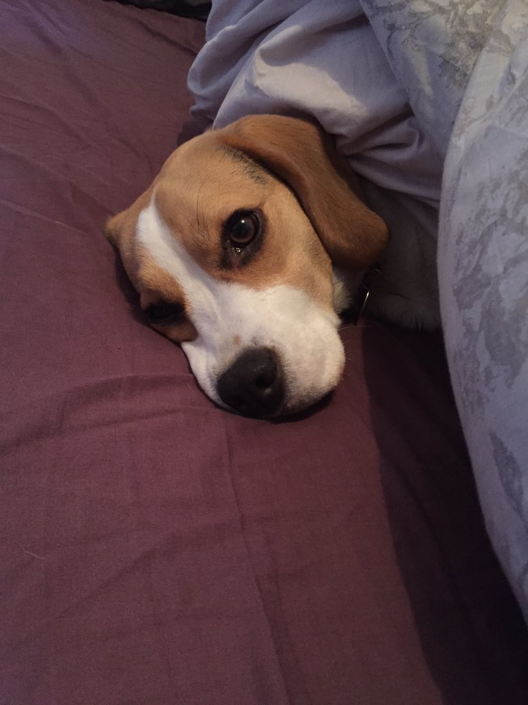 Binky 1 - 0 Human bed #beagle #beagles #bed #winning