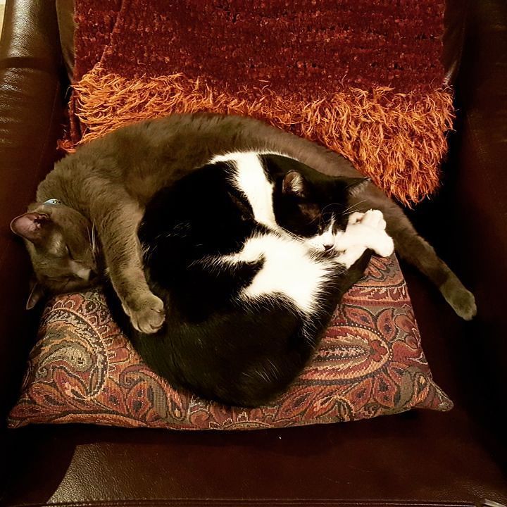 Cinemanimo1's tweet photo. https://t.co/uQjX6EiD2W My boys adore each other
#catsofinstagram #catsofig #catsagram #kitties #kittycats #kittyg… https://t.co/sChaytmGzk