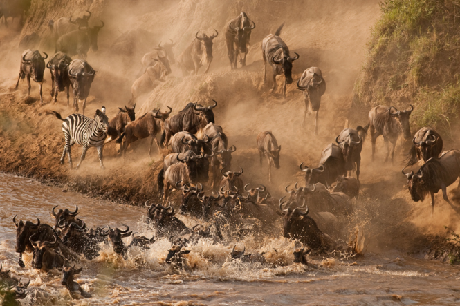 africapoint's tweet photo. Don't miss this year's Wildebeest Migration at the Mara. #Kenya #Wildlife #wildlifephotography #adventuretravel https://t.co/oGbkTG7aOB